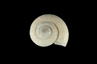 藏品(草黃車輪螺)的圖片